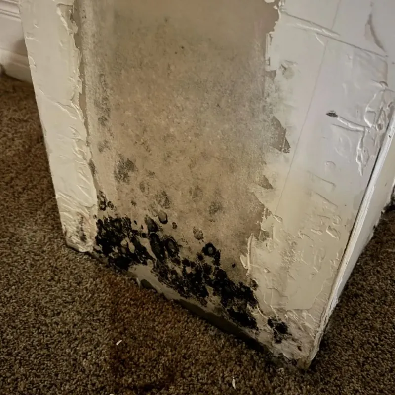 Professional Mold Removal in Wright County, MN